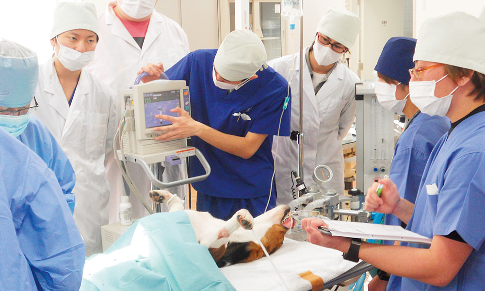 動物外科看護学実習